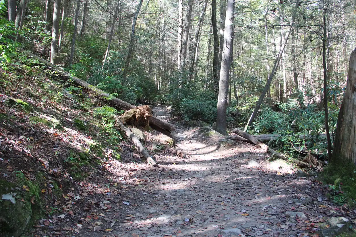 A rocky footpath winding through a shaded hardwood forest, with fallen logs across the slope and rhododendron along the trail.