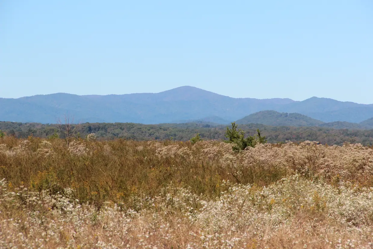 A field of dry golden grasses and white wildflowers in the foreground, a band of woods beyond and a long blue mountain ridge with a rounded high point under a clear sky.