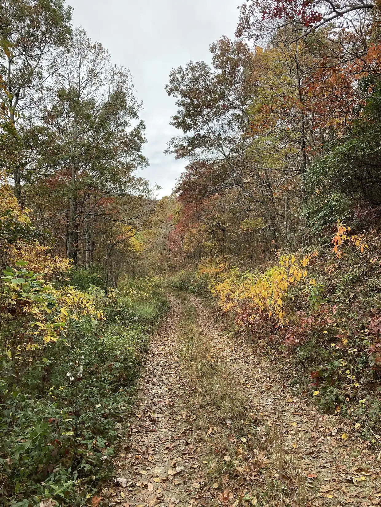 A leaf-covered dirt track leading through a forest in autumn color, with yellow, orange and red foliage on both sides under an overcast sky.