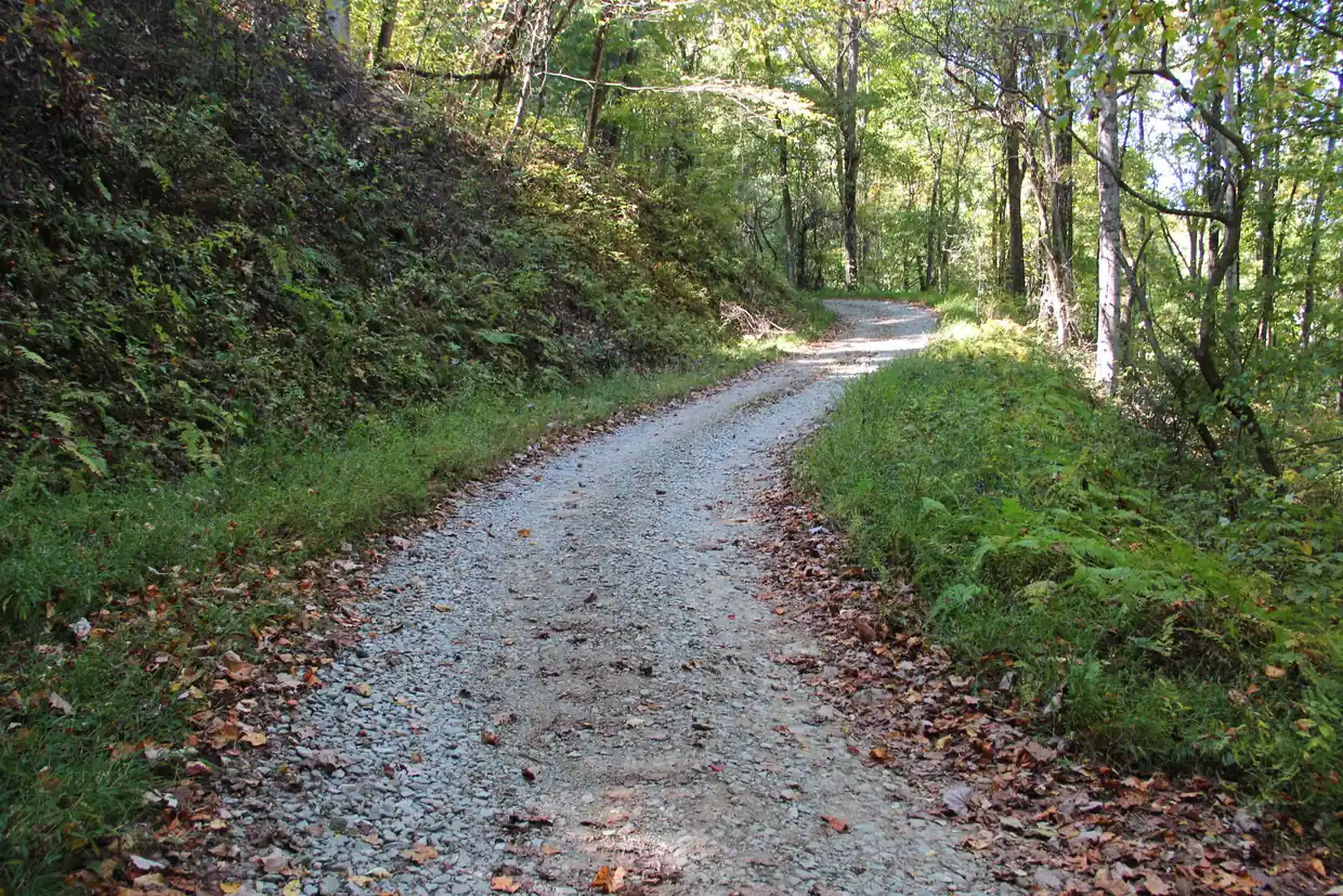 A gravel forest road climbing gently through green woods, with ferns on the banks and a scattering of fallen brown leaves.