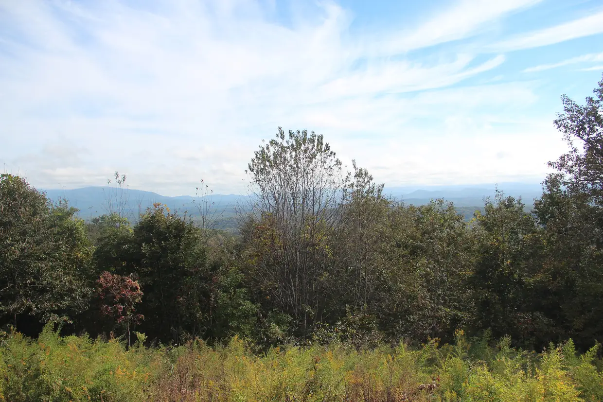 A view over treetops and ferns toward distant low blue mountains on the horizon, under a wide sky streaked with thin white clouds.